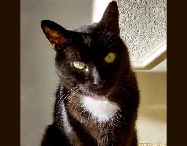 /Images/uploads/Friends of Seal Beach Animal Care Center/2025sbacc/entries/32003thumb.jpg